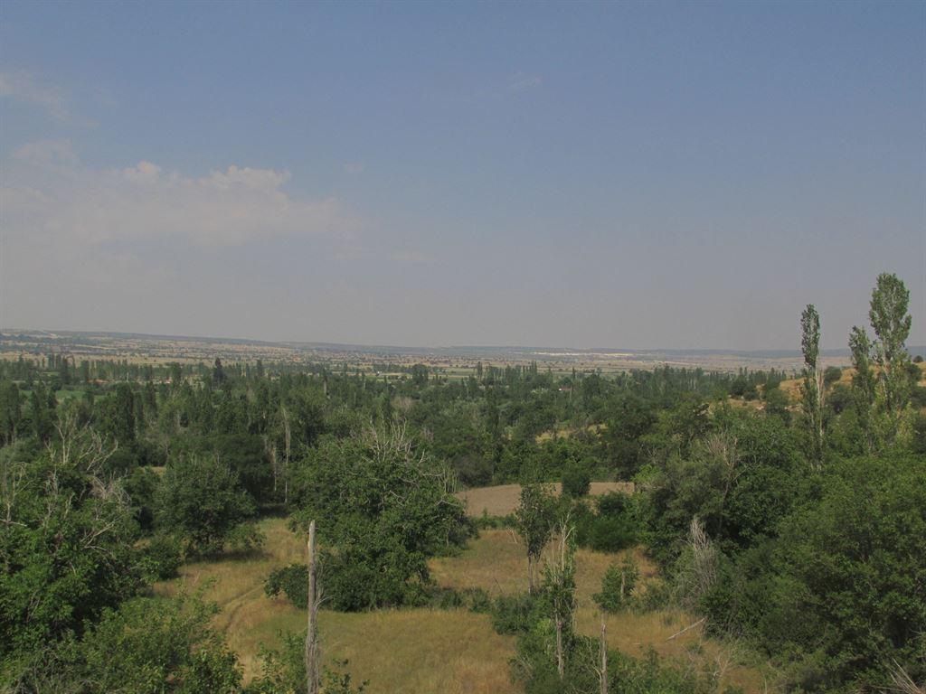 trees&vastness