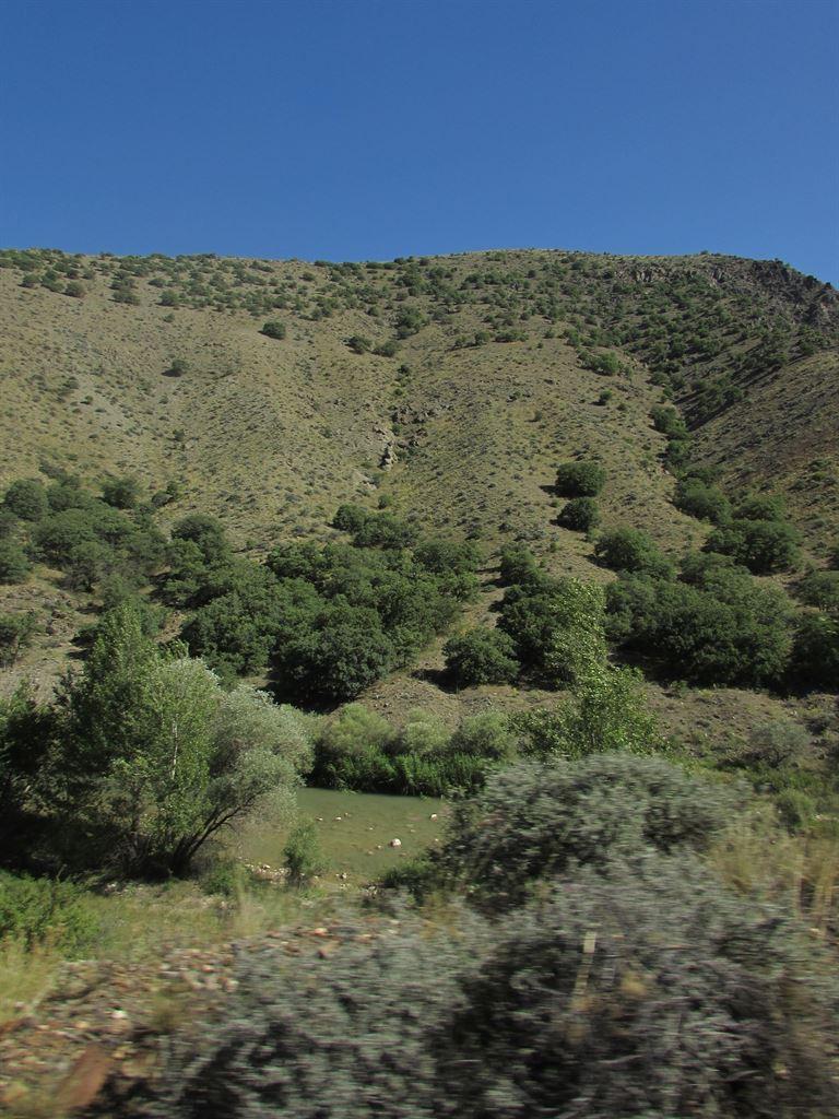 trees