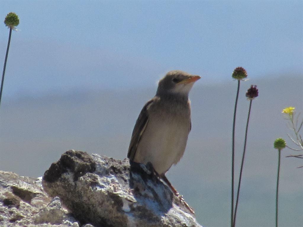 bird