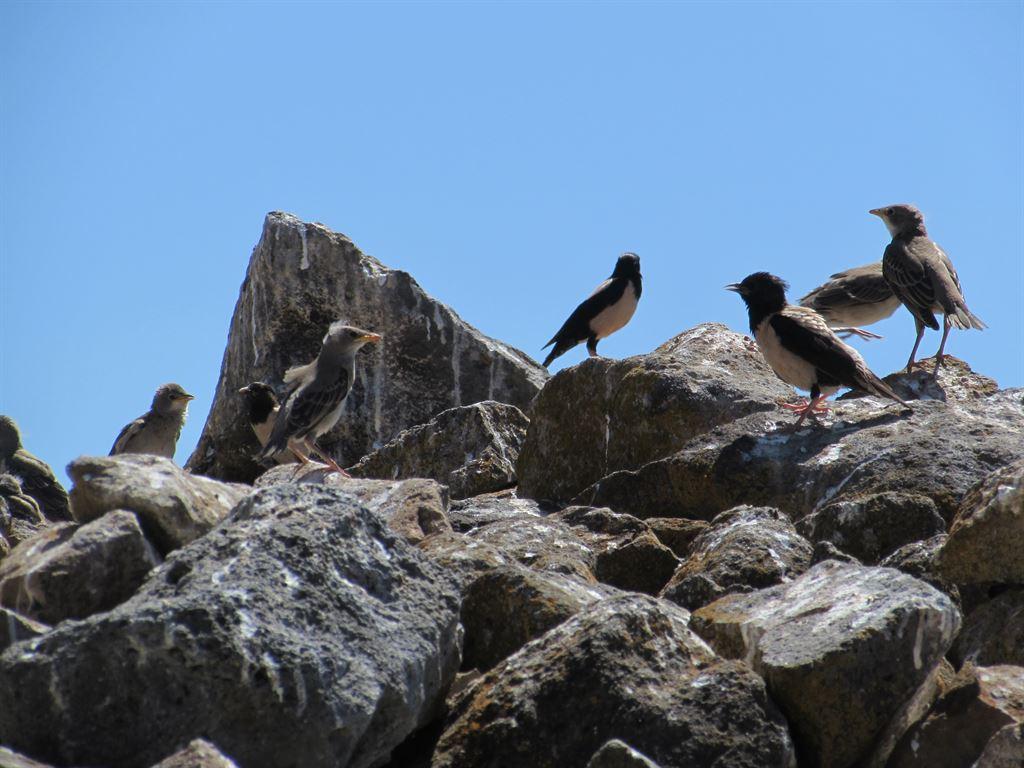 birds&rocks