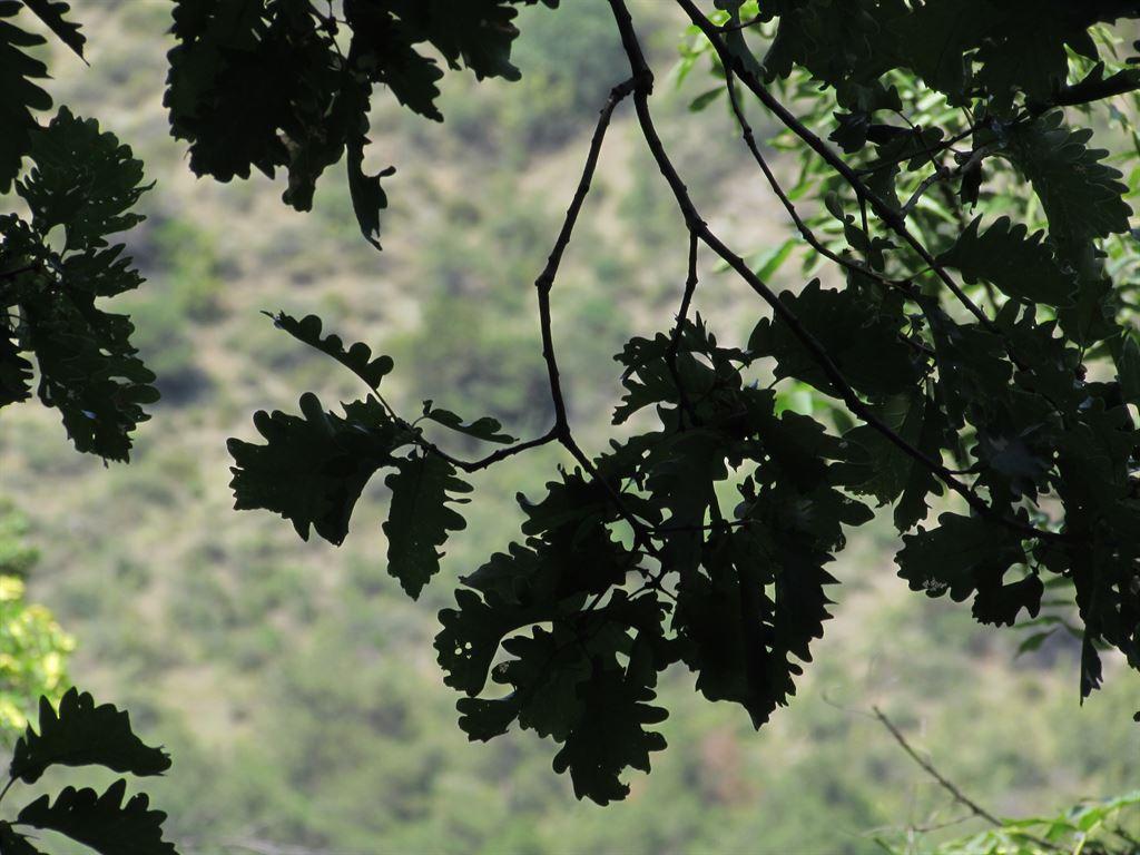 oak