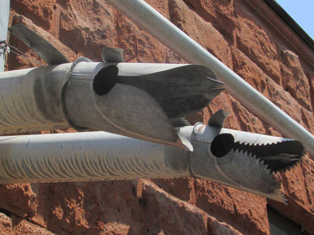sharks