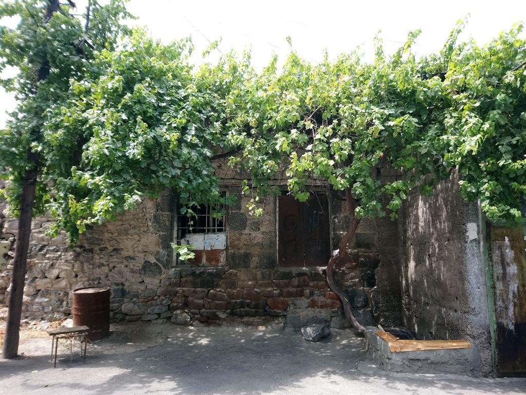 grapevines