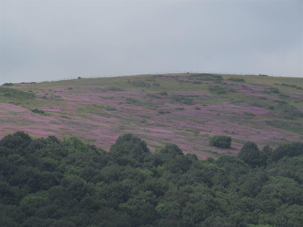 flowercarpet