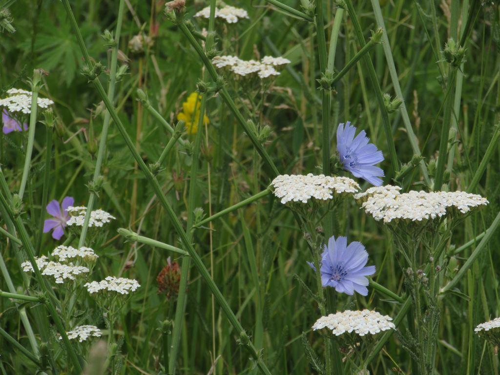 flowers3