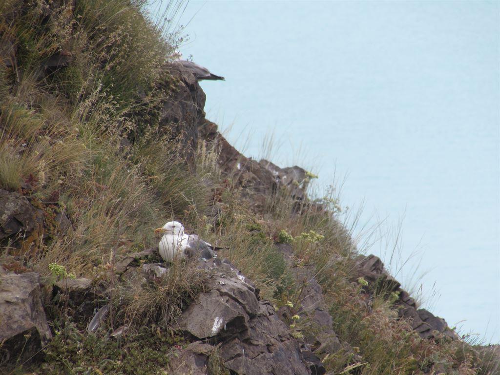 gulls