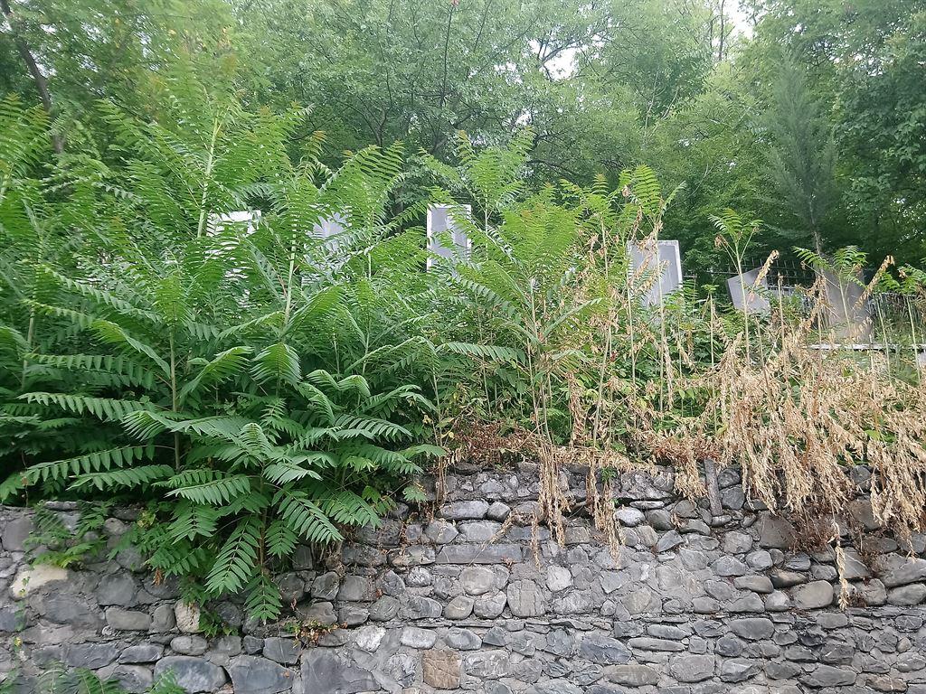 graves