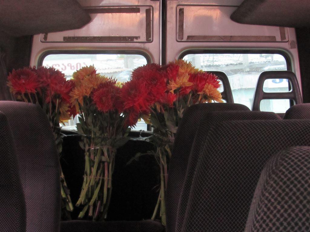 dahlias
