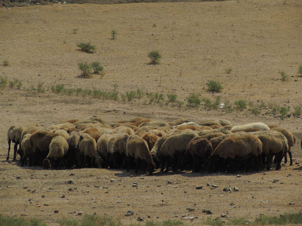 sheep