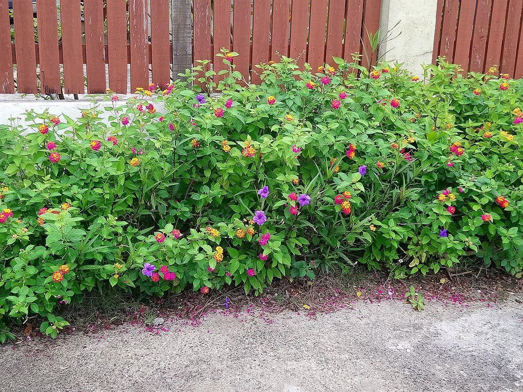 flowers