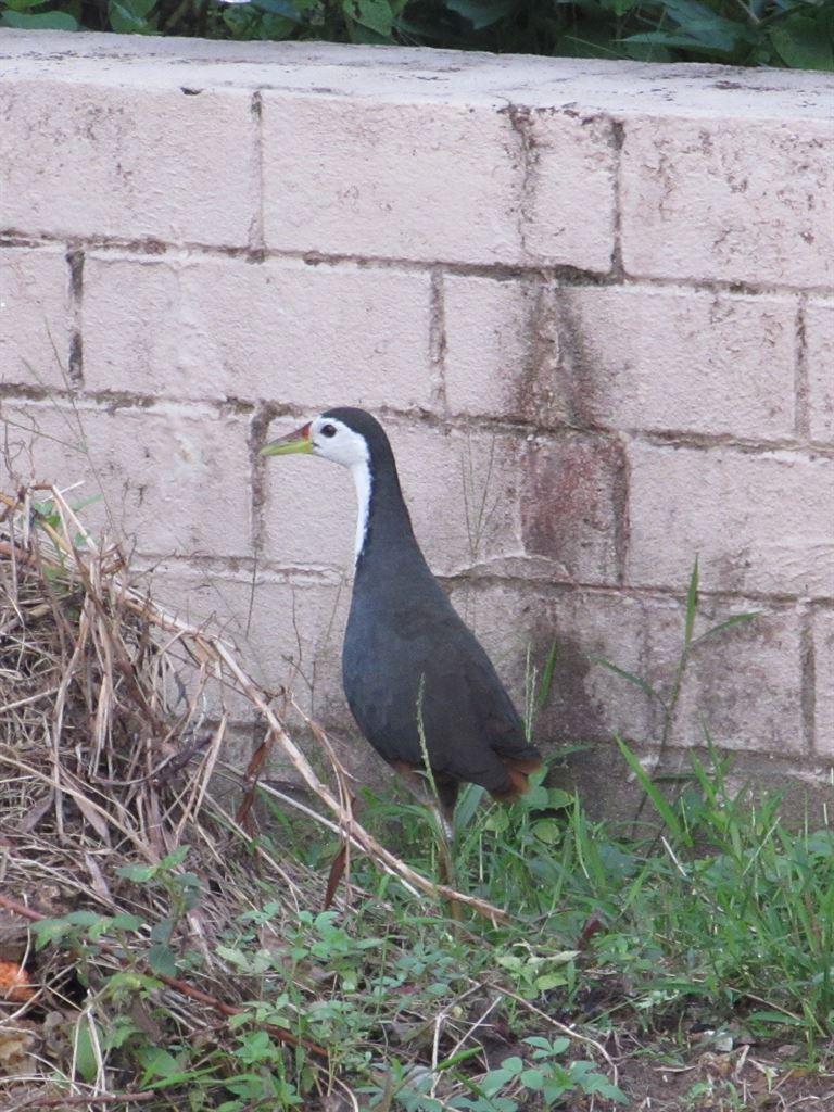 waterhen