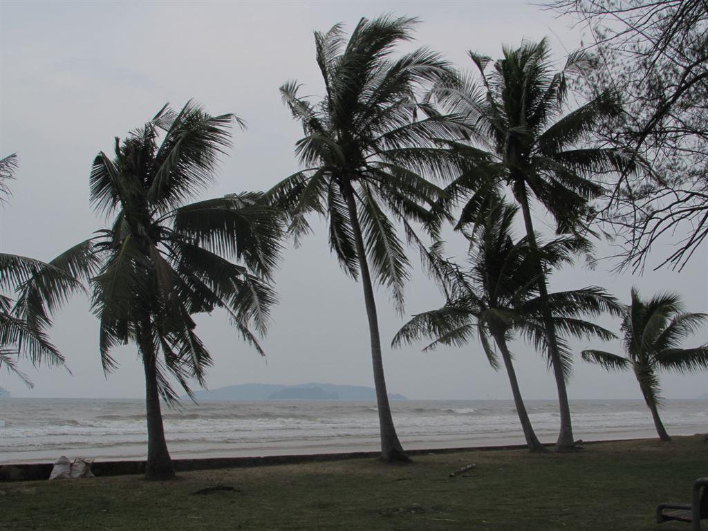 palms