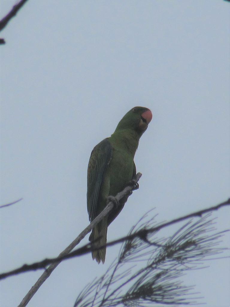 parrot