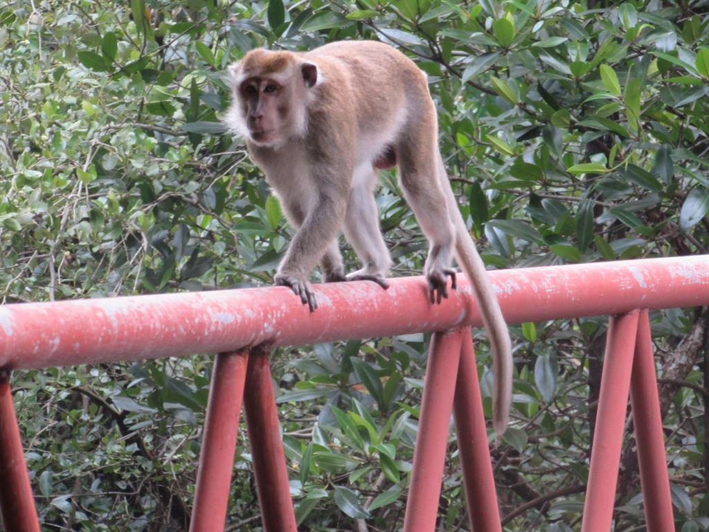monkey