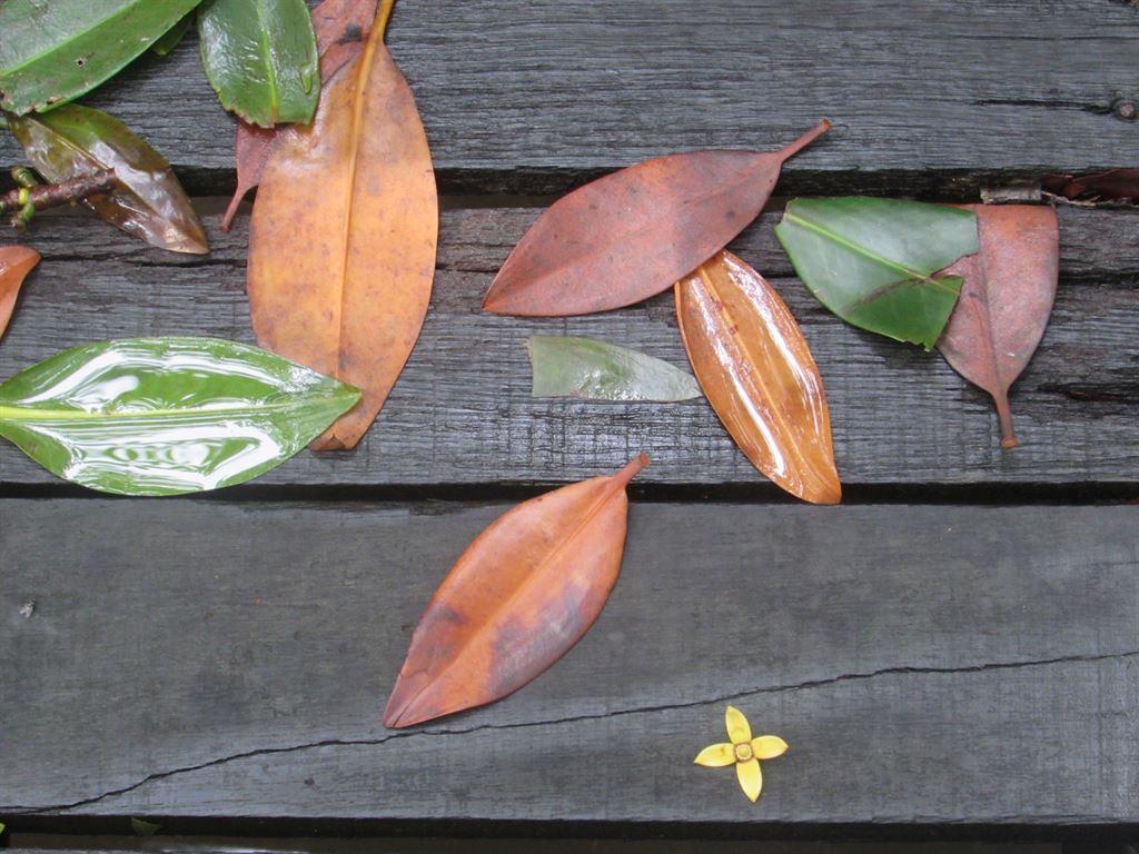 leaves