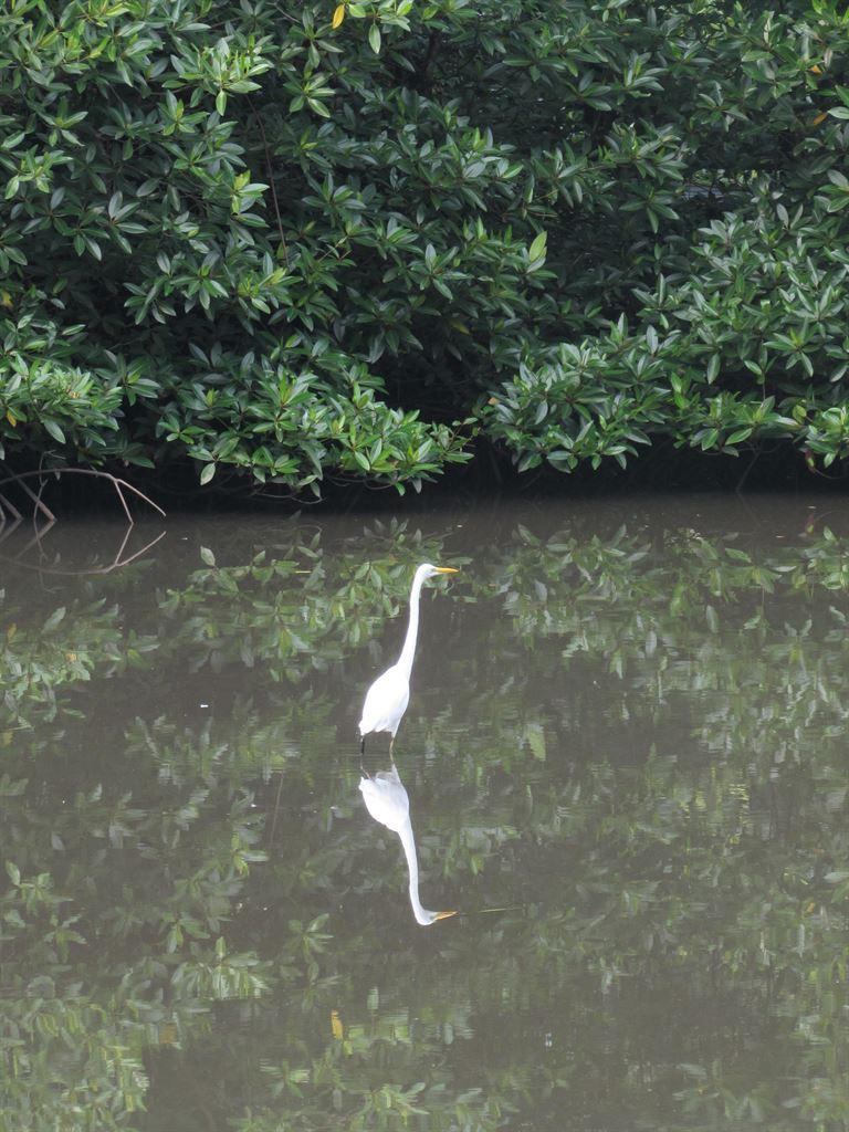 egret2