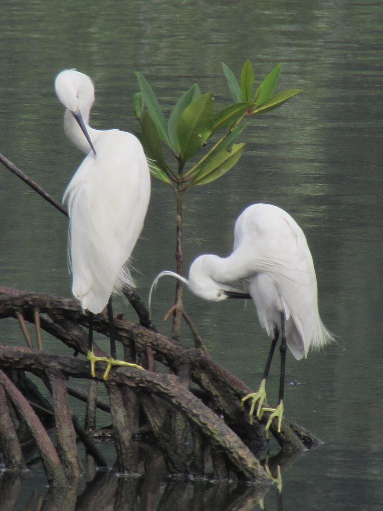 marigoldbirds