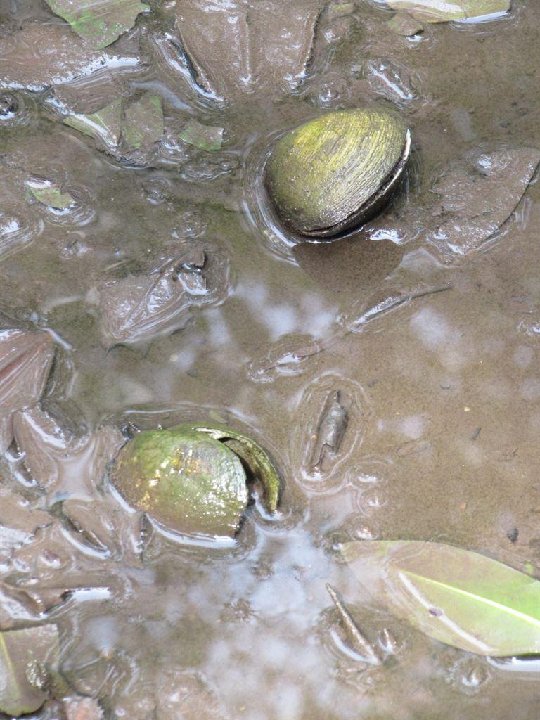 mussels