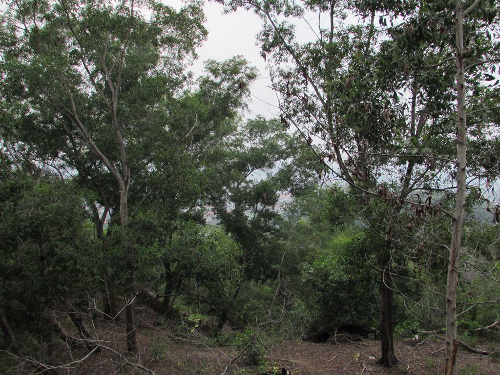 trees