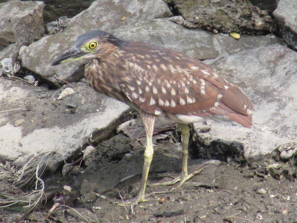 brownheron