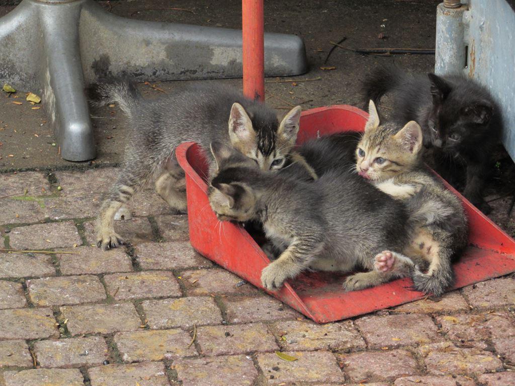 kittens1