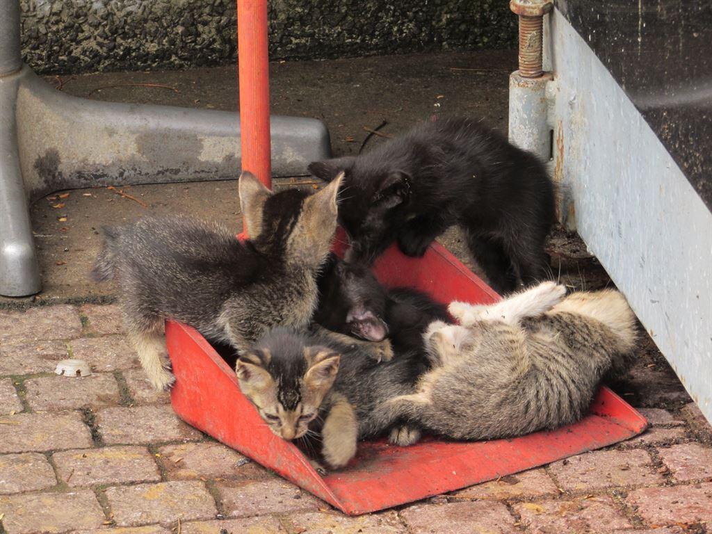 kittens3