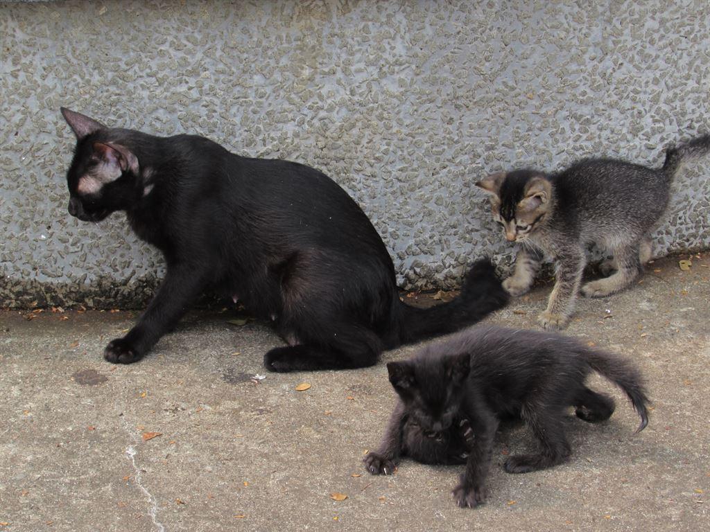 kittens&mum1