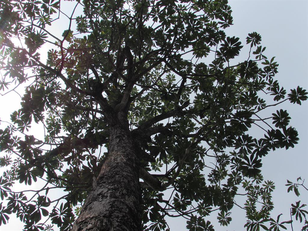 tree2