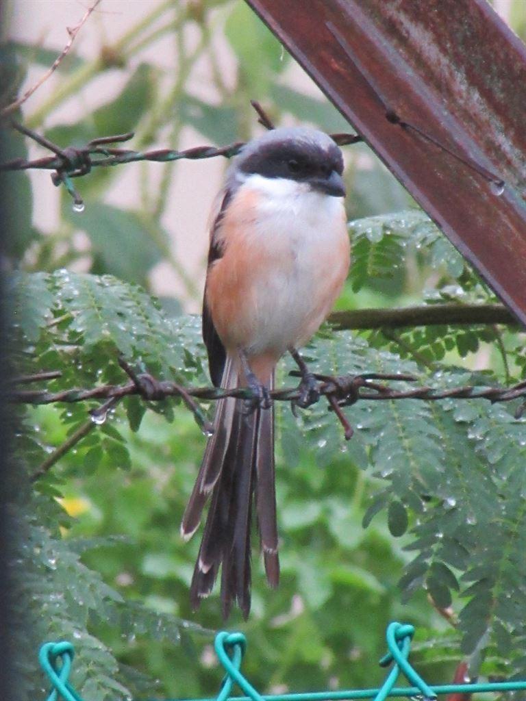 bird