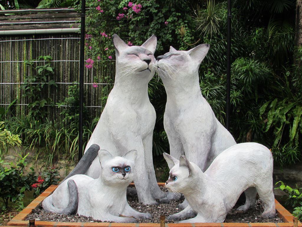 newcats