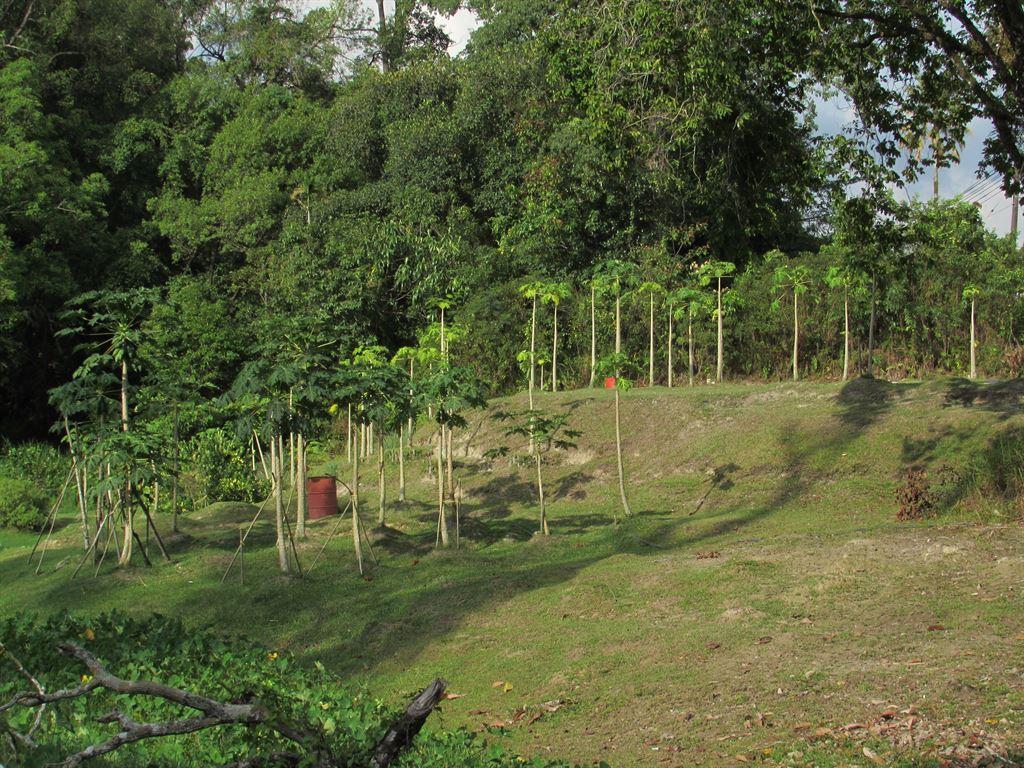 papaya