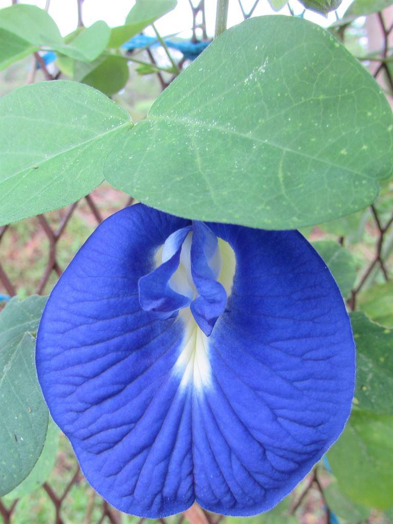 blaueblume