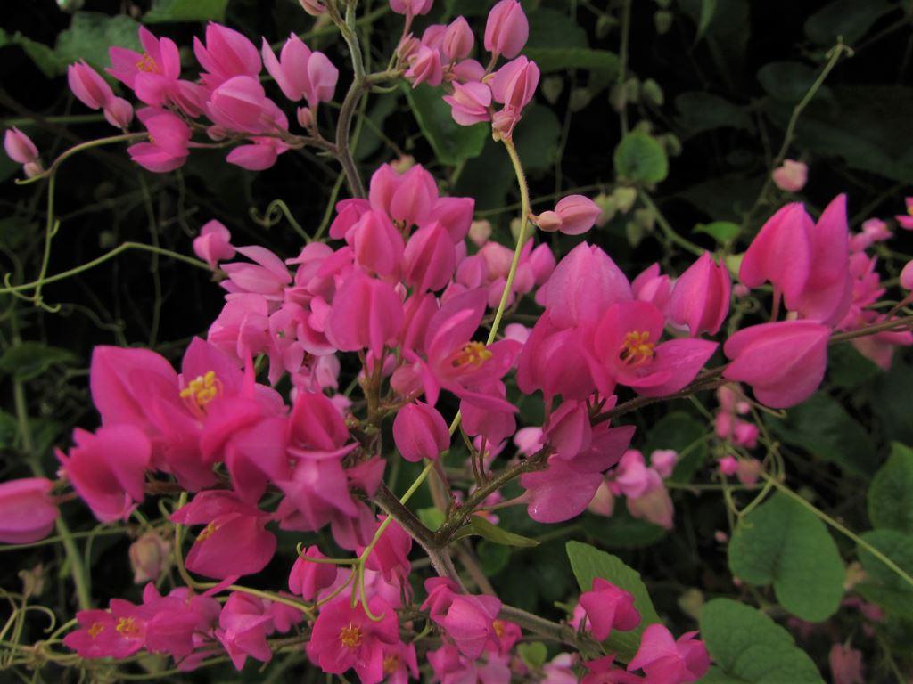 pinkflowers1