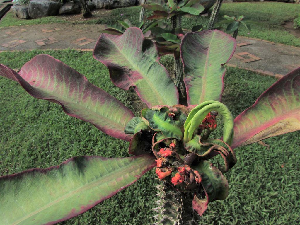 plant