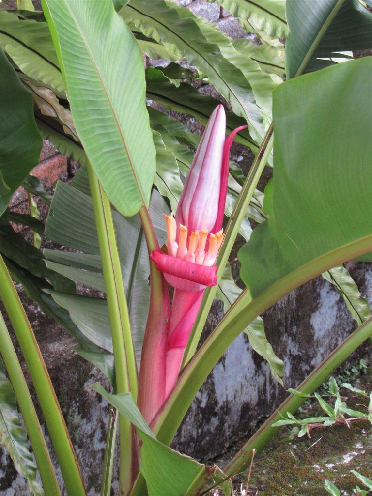 bananaflower