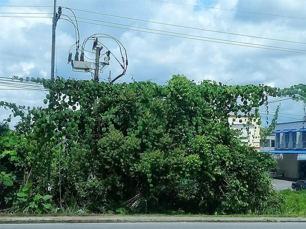 cg1