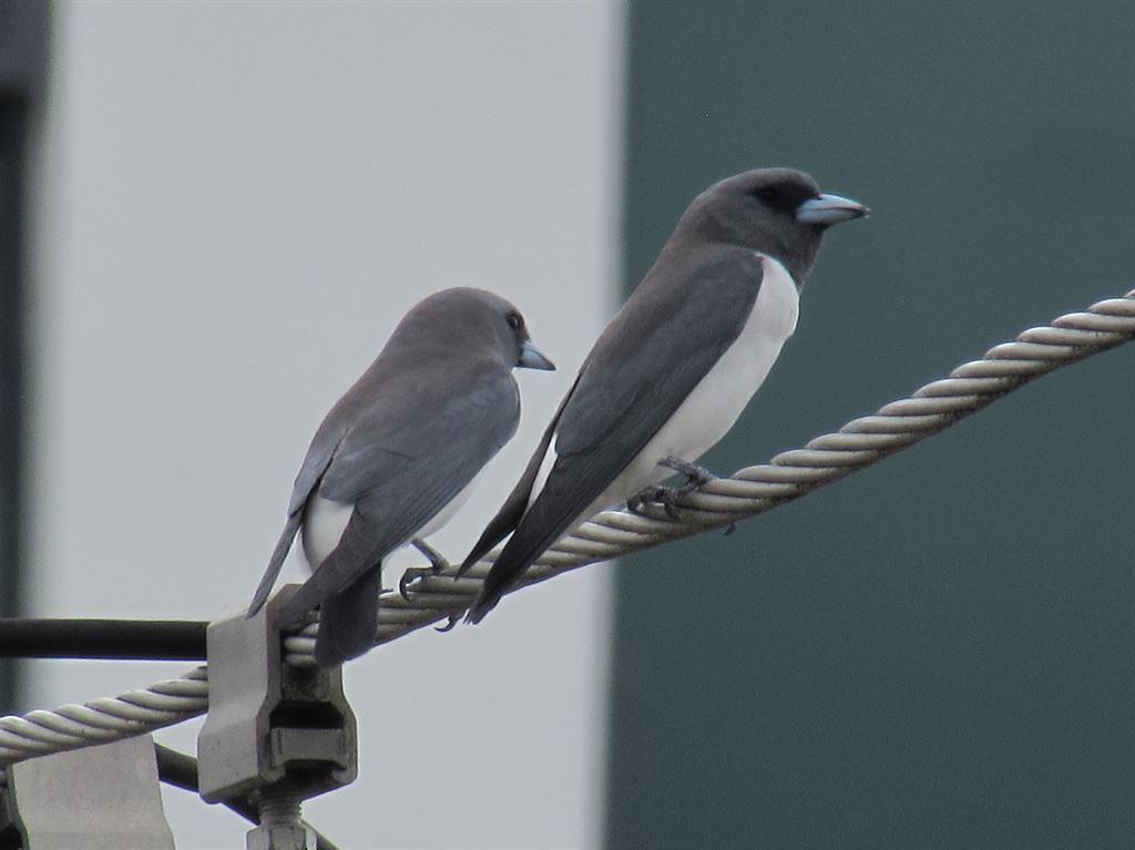 swallows