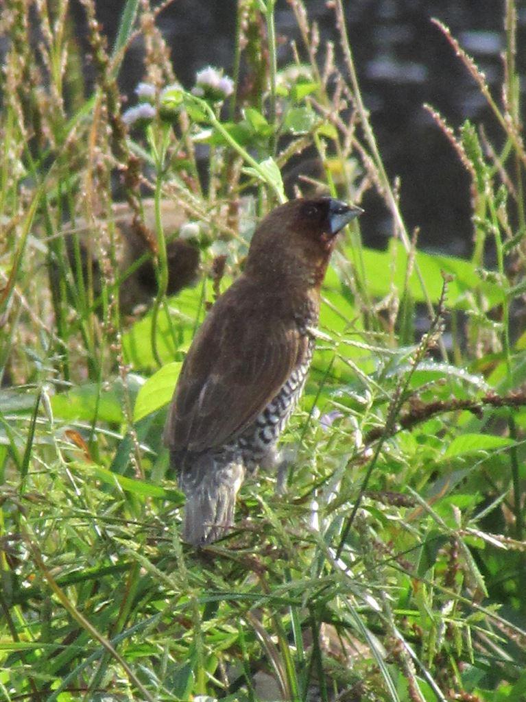 munia1