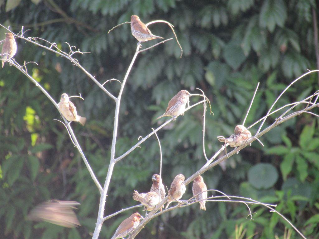 munia3