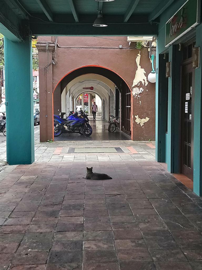 cat