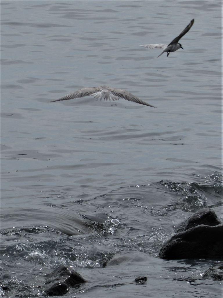 terns