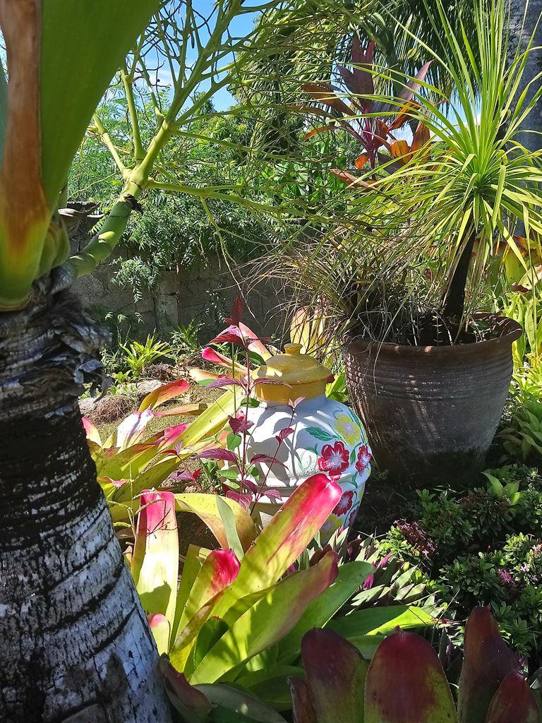 plants