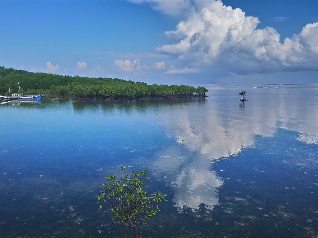 mangrove1
