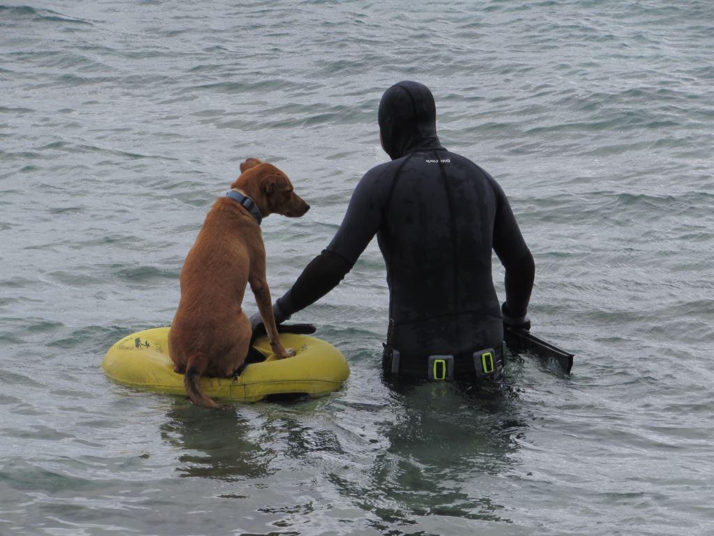 dogintyre