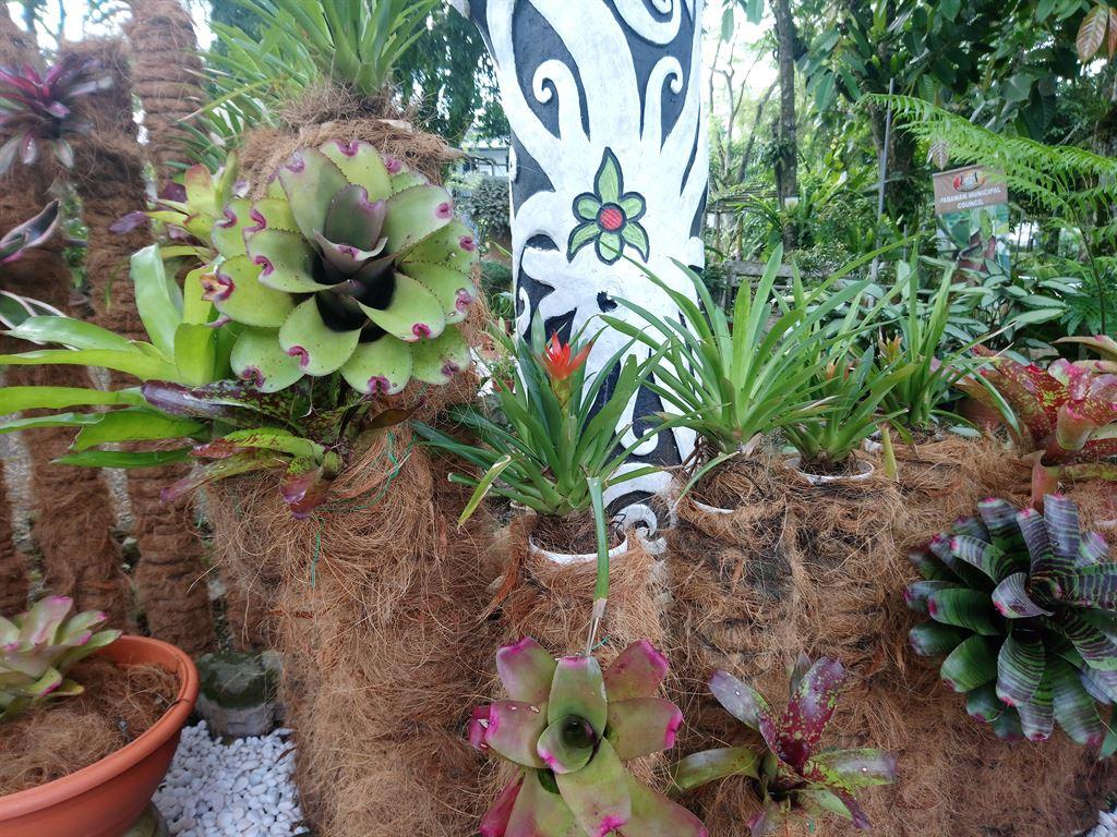succulents