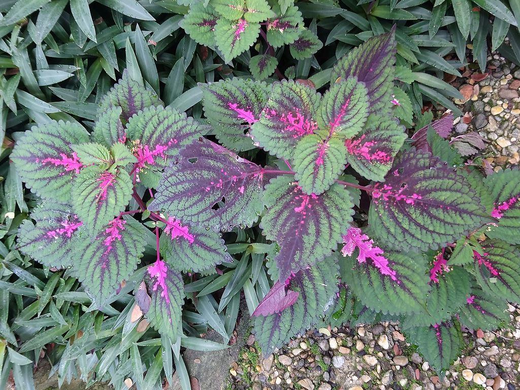 leaves
