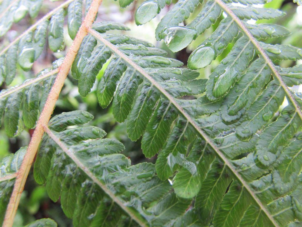 ferns