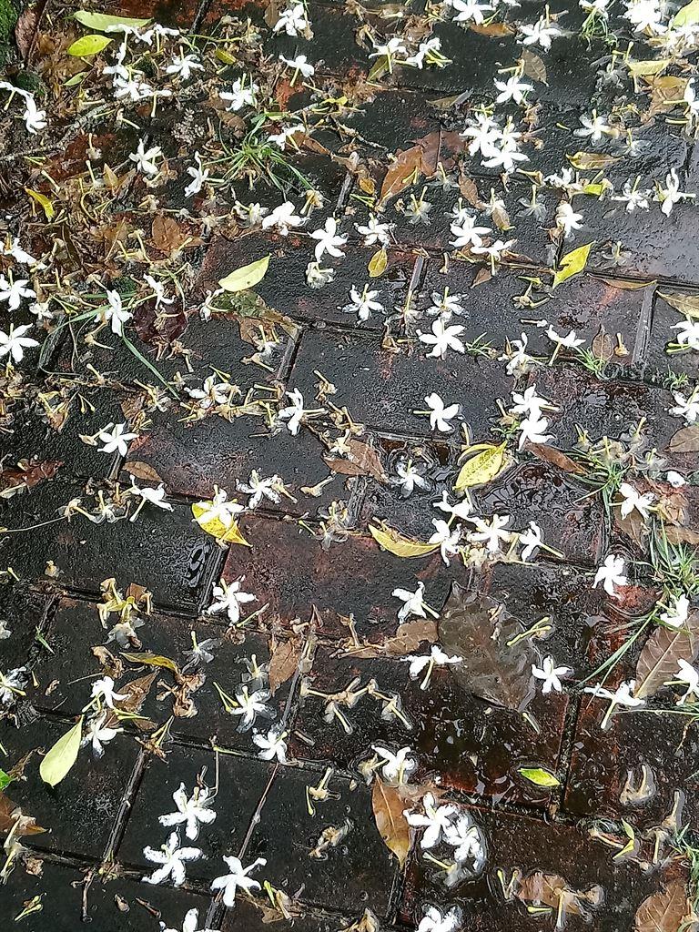 flowerpetals1