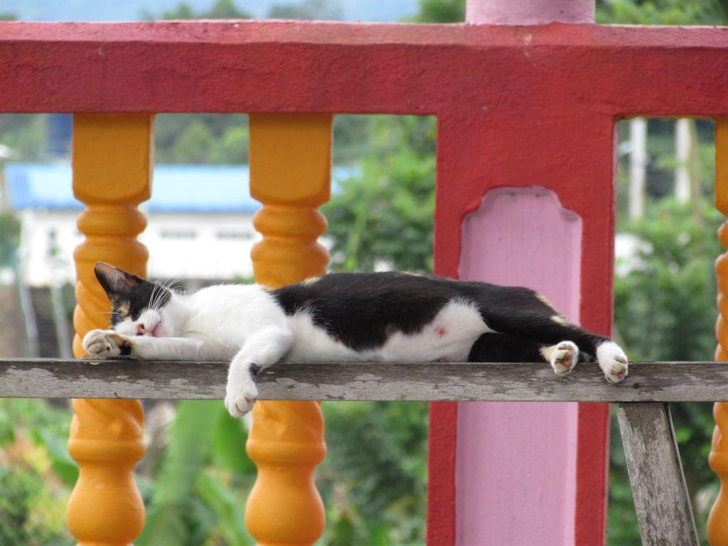 cat