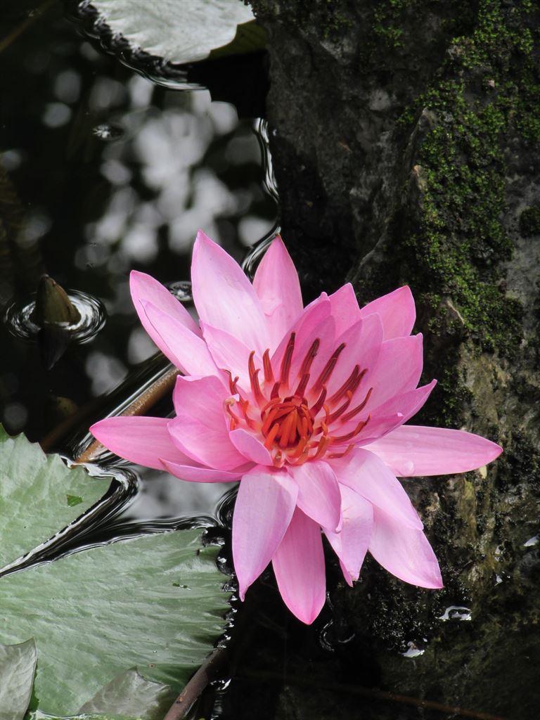 lily